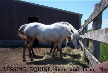 MISSING EQUINE Suzy and Echo, Near Harvard, IL, 60033